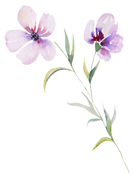 Светло-фиолетовая акварель полевые цветы и листья иллюстрация, изолированные. Цветочный элемент для летних свадебных канцелярских принадлежностей и поздравительных открыток - Фото, изображение