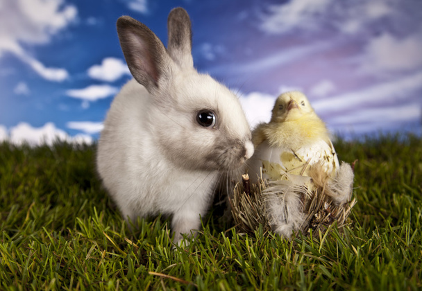 Пасха, кролик і курка
 - Фото, зображення