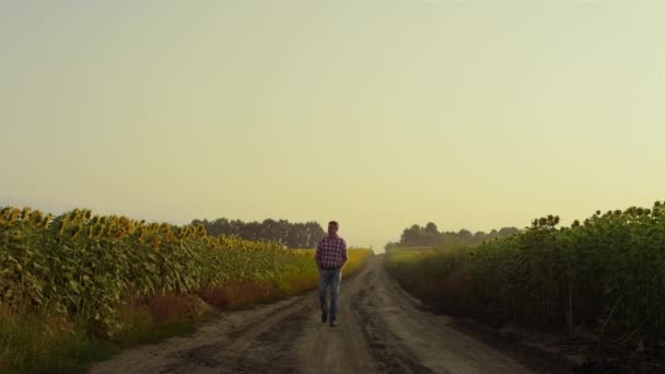 Agribusiness owner going road at sunflower field. Farmer inspecting plantation after work day. Thoughtful man professional agronomist walking monoculture crop at countryside. Autumn harvesting season - Materiał filmowy, wideo