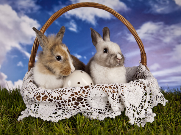 Páscoa, coelho e frango
 - Foto, Imagem