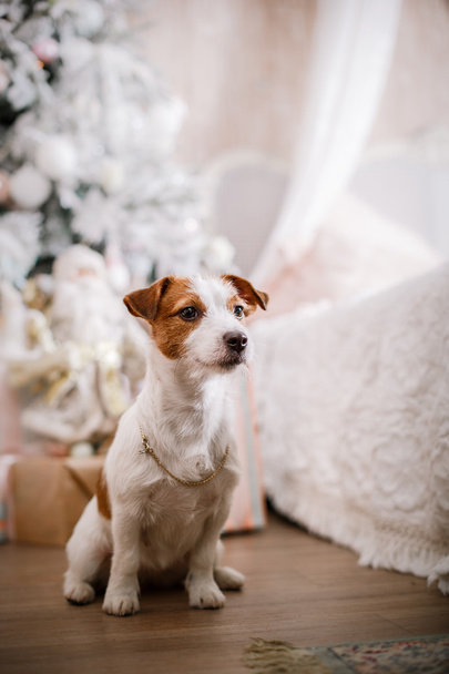 Jack Russell kutya a karácsony - Fotó, kép
