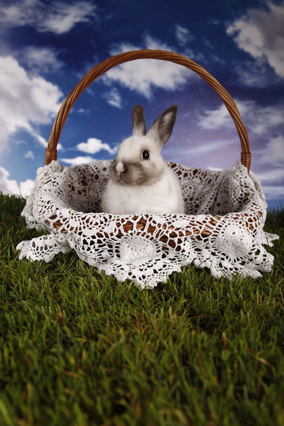 Paskalya, tavşan ve tavuk - Fotoğraf, Görsel