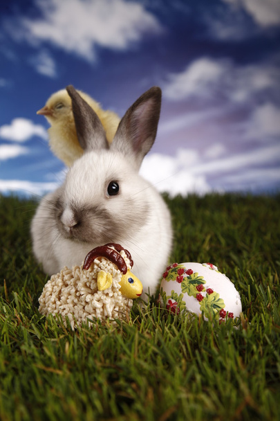 Pascua, conejo y pollo
 - Foto, Imagen