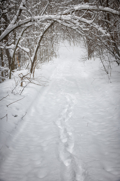 Snowy winter path in forest - Foto, Imagen