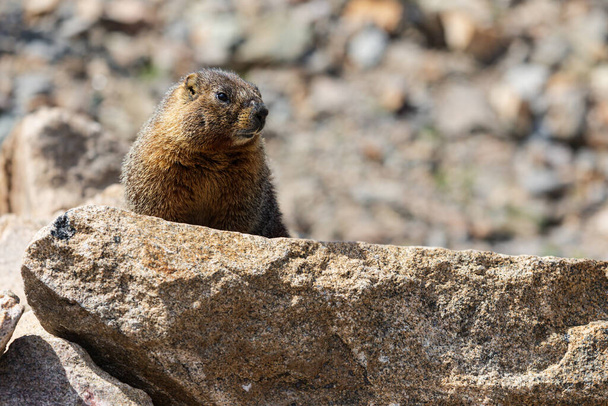 Marmot Free Stock Photos, Images, and Pictures of Marmot