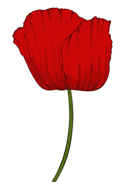 red poppy in a hand-drawn graphic style isolated on background. - Vector, Image
