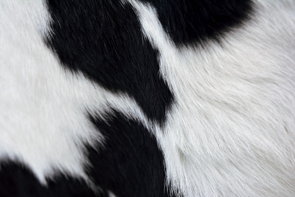 Коров'яче хутро (шкіра) чорно-біле, фон або текстура
 - Фото, зображення