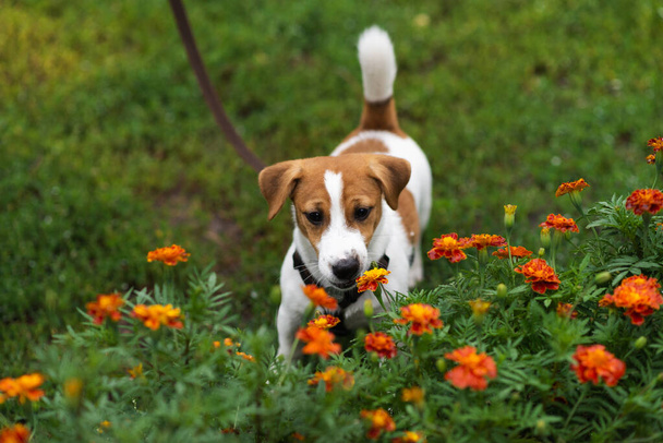 Adorable Jack Russell Terrier puppy in leash smelling the flowers in the nature on green park  - Foto, Bild