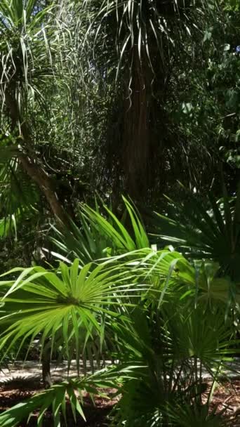 Sunlight illuminates the leaves of tropical forest plants in Mexico. Tilt footage in HD - Metraje, vídeo