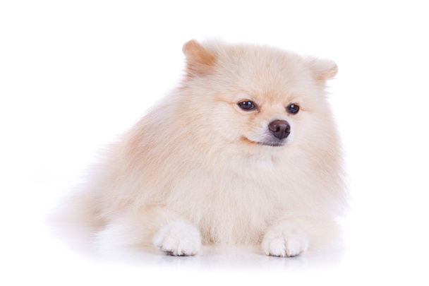 Valkoinen pomeranian pentu koira
 - Valokuva, kuva