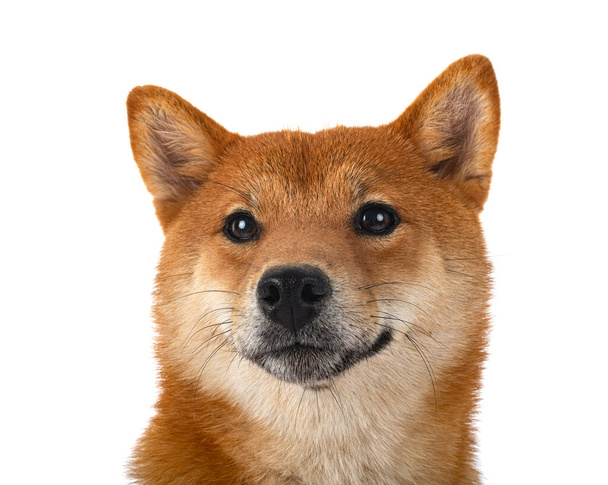 shiba inu in front of white background - Photo, image