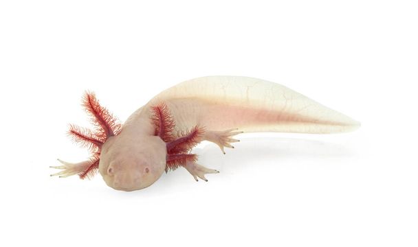Side view of white axolotl aka Ambystoma mexicanum, laying on surface under water. Looking towards camera.  Isolated on a white background. - Photo, Image