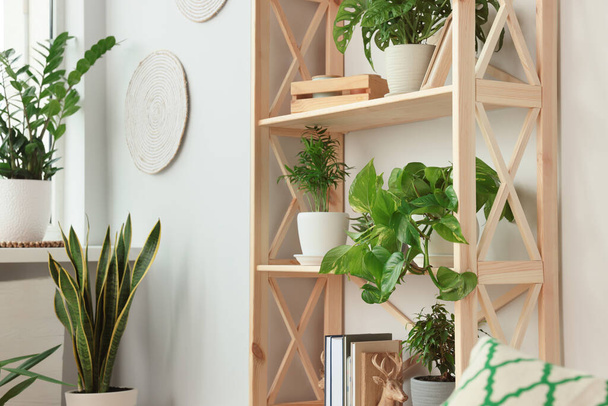 Wooden shelving unit with beautiful house plants indoors. Home design idea - Photo, Image