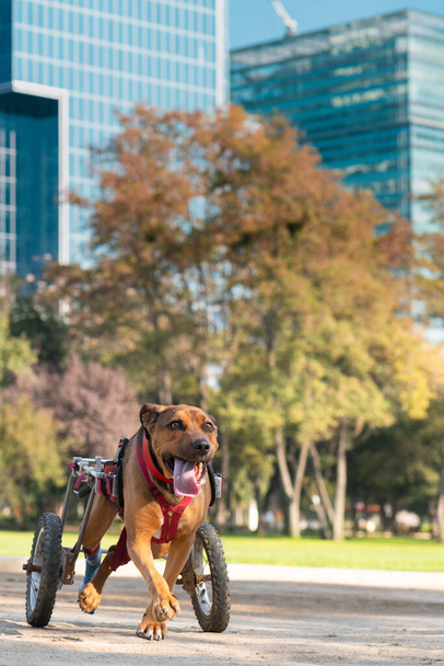 Собака-инвалид в инвалидном кресле бегает в парке - Фото, изображение