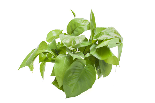 Зеленый редис растения изолированы на белом фоне
 - Фото, изображение