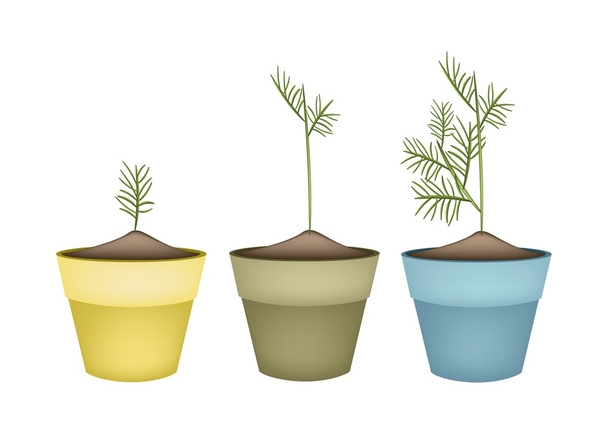 テラコッタ植木鉢に 3 つ緑ディルズ - ベクター画像