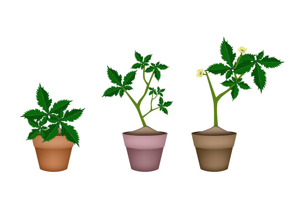 Fresh Okra Plant in Ceramic Flower Pots - Vector, Image