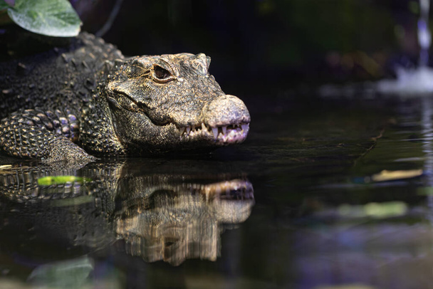 close-up shot of crocodile in zoo - Photo, image