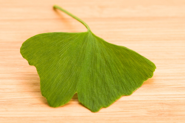 Свіже листя Гінкго на лісі
 - Фото, зображення