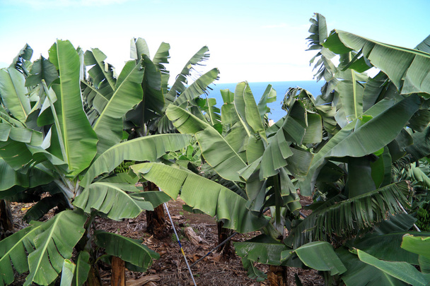Large banana plantation - Photo, Image