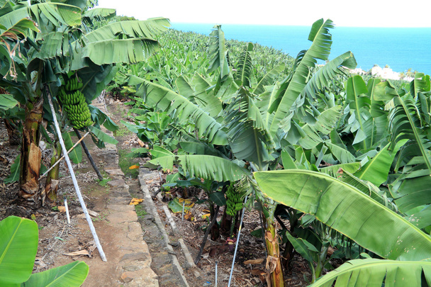 Nagy banán ültetvény - Fotó, kép