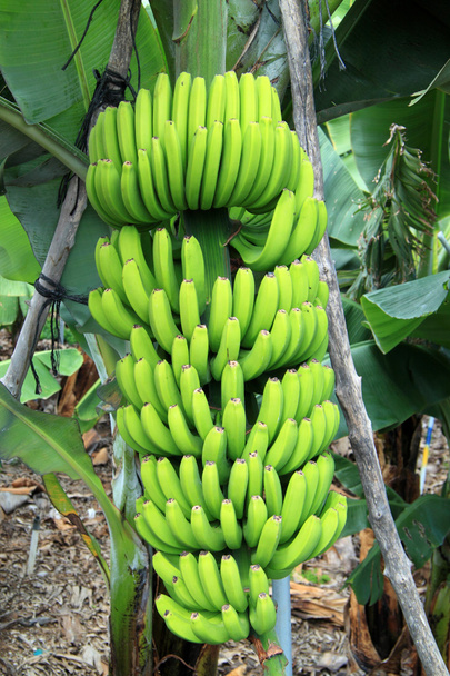 Un bananier aux bananes
 - Photo, image