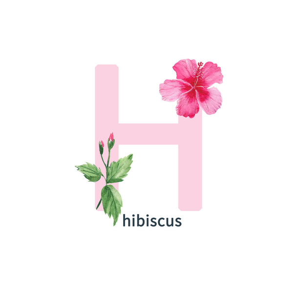 Letter H, uppercase, pink hibiscus, tender botanical ABC alphabet. Watercolor hand drawn illustration isolated on white background. Can be used for alphabet or cards for kids learning English - 写真・画像