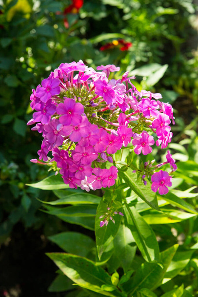 Purple-pink phloxes Phlox paniculata bloom on a flower bed in the summer in the park, selective focus - Photo, Image