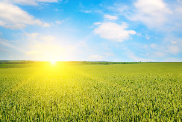 Green wheat field and bright sunrise. - Zdjęcie, obraz