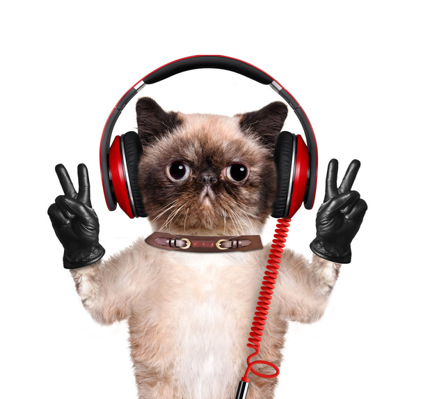 Cat headphones. - Fotografie, Obrázek