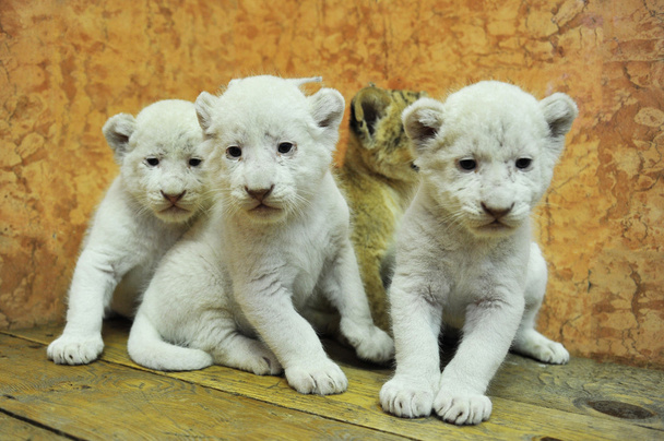 Baby white lions - Zdjęcie, obraz
