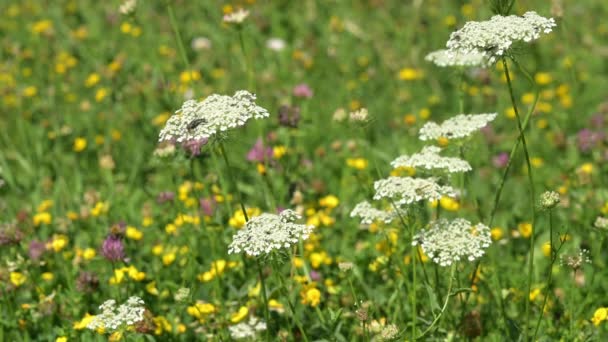 Insects on flowers. Real time of bugs flying in prairie. Sarcophaga bullata on daucus carota. Grey flesh fly on wild carrot. Bird's nest. Bishop's lace. Queen Anne lace.Wildlife in natural environment. - Video