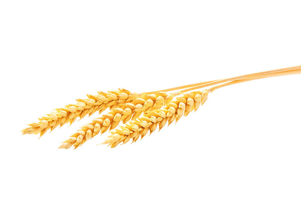 Спелые колосья пшеницы изолированы на белом фоне. куча пшеницы с цельным зерном и желтыми листьями . - Фото, изображение