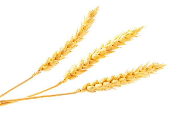 органическое зерно пшеницы без глютена, уши пшеницы изолированы на белом фоне. Спелые колосья пшеницы на белом фоне. - Фото, изображение