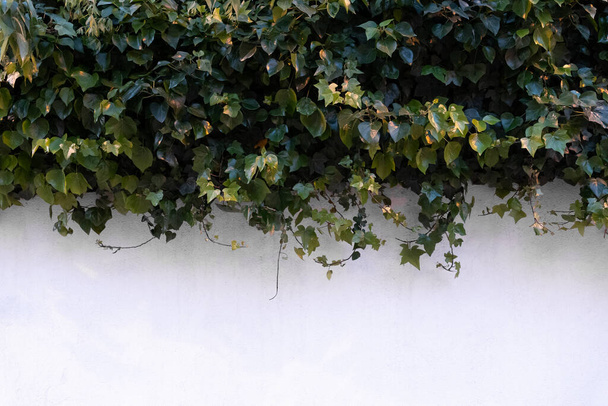 Decorative climbing ivy on a white exterior wall taking half of space for copy - Φωτογραφία, εικόνα