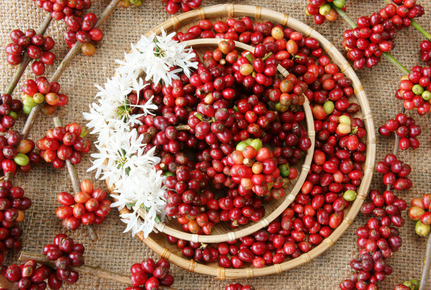 Red fresh coffee bean - Photo, Image