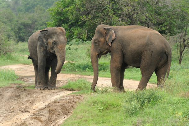 elefantes - Foto, Imagen