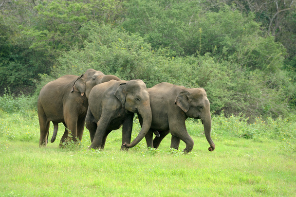 słonie - Zdjęcie, obraz