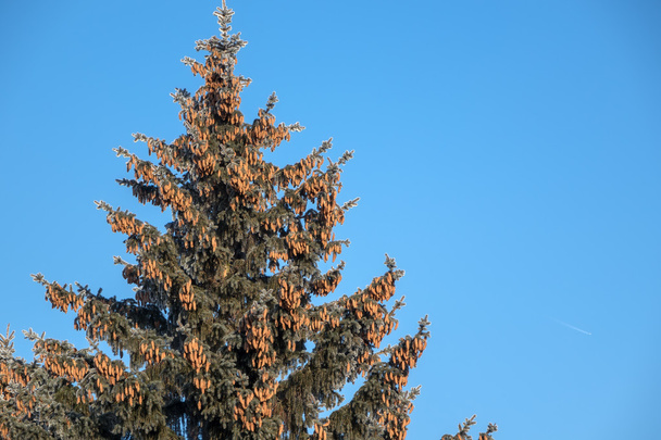 green spruce cones high on blue sky background - Фото, изображение