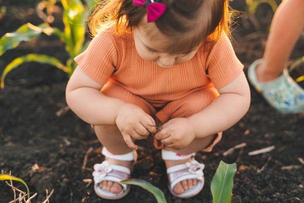 Очаровательная девочка играет в кукурузном лабиринте в летний сезон. Играют дети. Ребенок на кукурузном поле, на открытом воздухе. - Фото, изображение