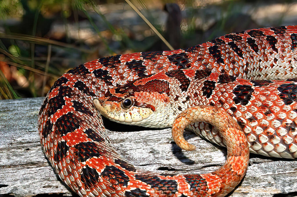 Wild Red phase female southern hognose snake - Heterodon Simus - with upturned snout or rostral nose scale, on old log - Foto, Imagem