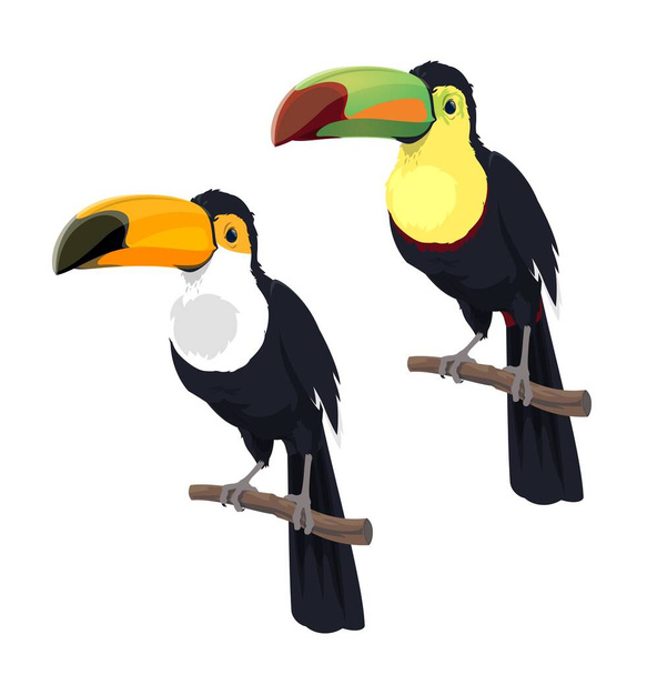 Cartoon isolated mexican toucan birds. Mexico, Costa Rica or South America wild nature fauna, amazonian rainforest toucan bird with long beak, zoo exotic tropical jungle animal - Vector, Image