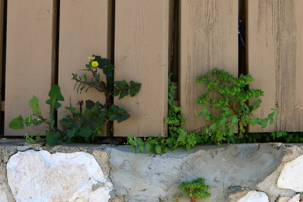 Green plants and flowers grow on a fence in a city park. - Fotó, kép