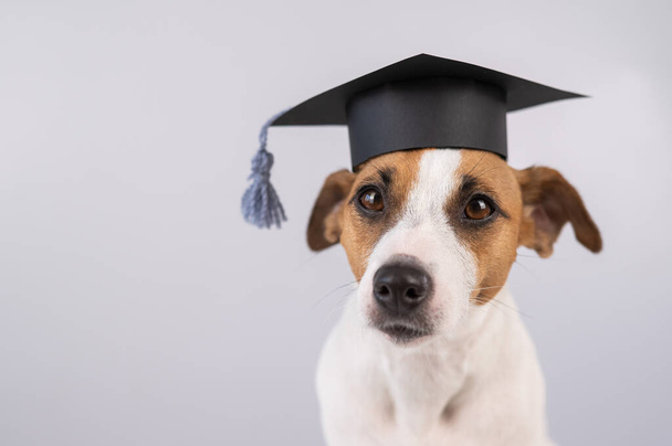 Cute dog jack russell terrier in an academic cap on a white background - Photo, image