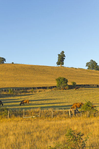 Коровы Чили пасутся
 - Фото, изображение