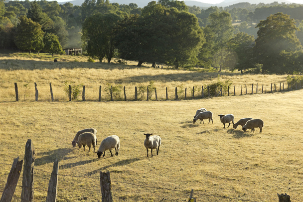 Pastoreio de ovinos no Chile
 - Foto, Imagem