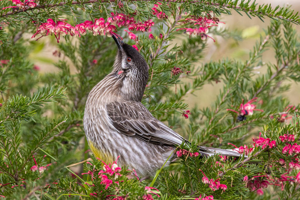 Red Wattle Bird Feeding on Grevillea nectar - Fotó, kép