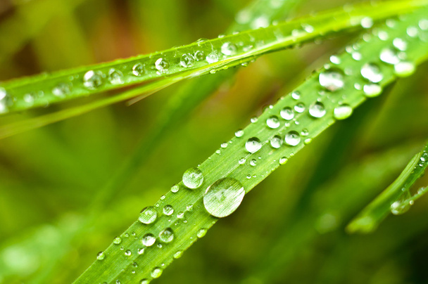 Green grass with water drops on it - Foto, Imagem
