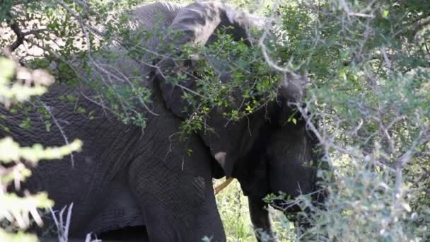 Африканский слон африканской саванны в Южной Африке является крупнейшим из существующих наземных млекопитающих, звездой сафари и одним из пяти крупных в Африке.. - Кадры, видео