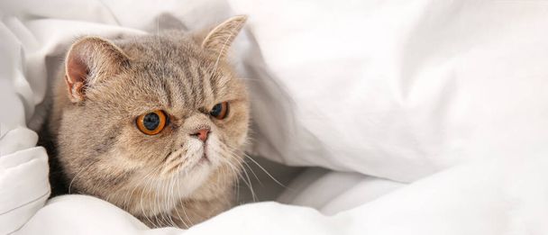 Cute cat lying on bed under blanket. Concept of heating season - Fotó, kép